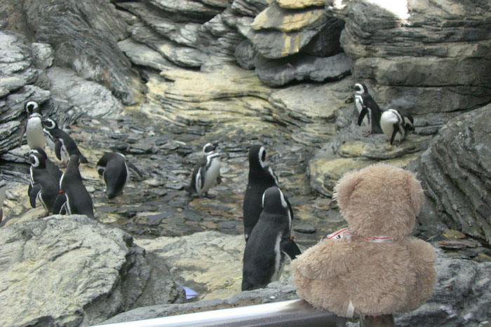 friedrich et les pingouins